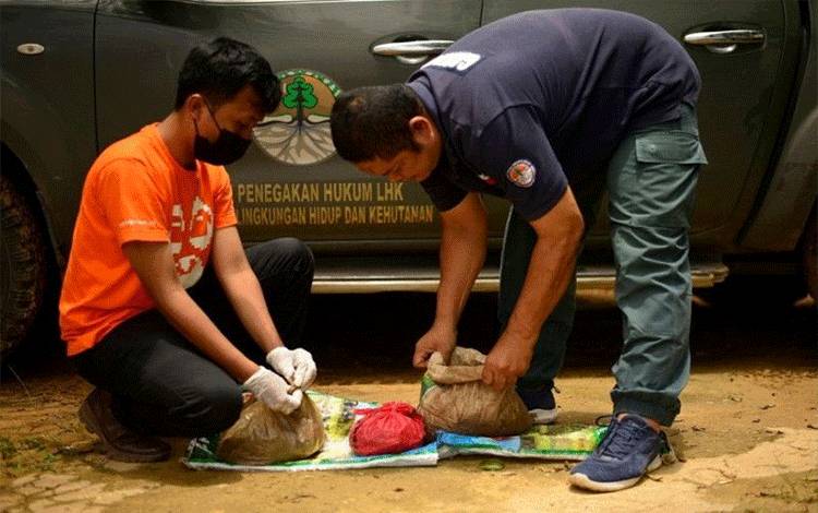 Gakkum KLHK Tangkap Penjual Sisik Trenggiling