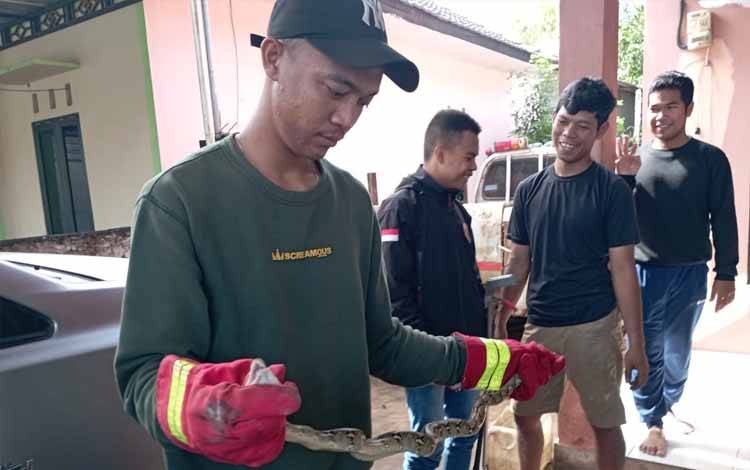 Bangun Tidur, Mutmainah Dikejutkan Adanya Ular Piton
