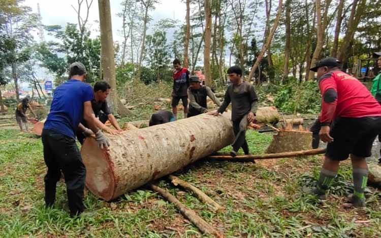 DLH Kapuas akan Siapkan Tanaman Pengganti Pohon di Hutan Kota