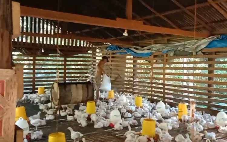 Ketua PAEI Kalteng Ingatkan Waspada Virus Flu Burung