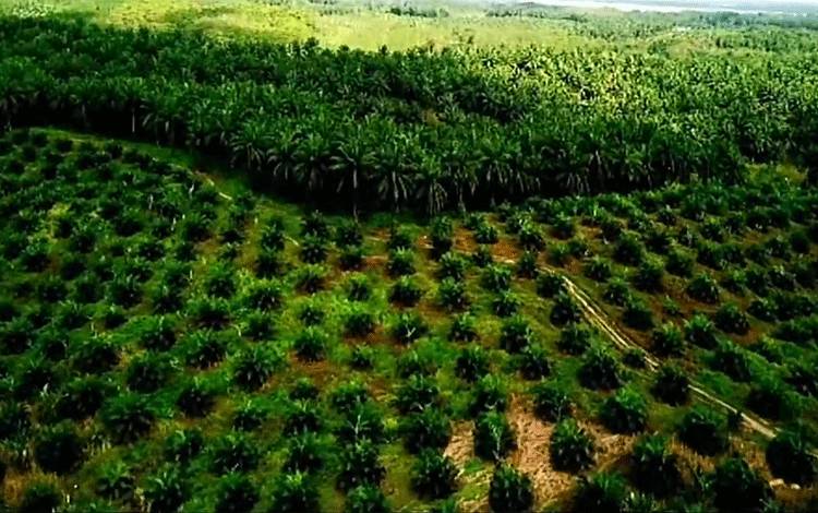 Tantangan Kelapa Sawit Diidentifikasi untuk Susun Strategi