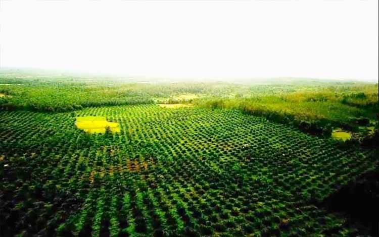 Replanting atau penanaman kembali kelapa sawit dinilai penting untuk kemajuan sektor kelapa sawit.(FOTO: Rilis BPDPKS)