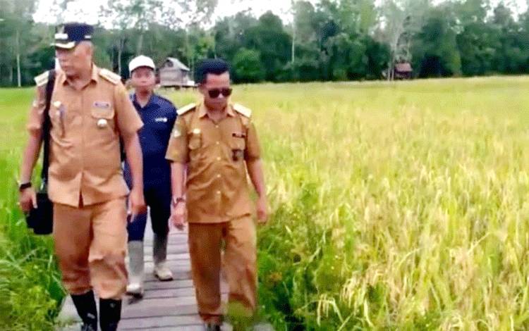 Camat Teweh Selatan Tinjau Lahan Padi Poktan Maju Mufakat Desa Bintang Ninggi II