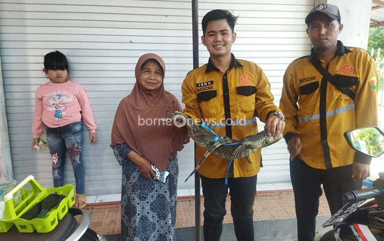 Pandulima Tangkap Biawak Masuk Rumah Warga