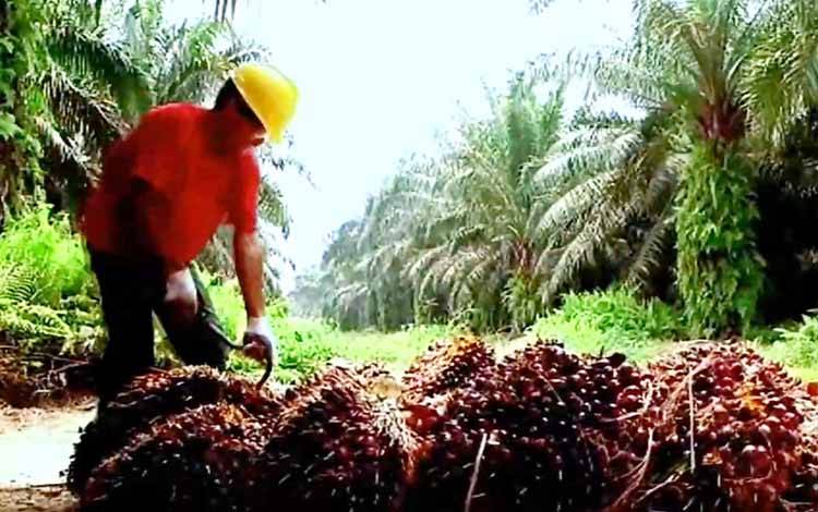 T-POM Jadi Tempat Pabrik Kelapa Sawit Update Teknologi Terbaru
