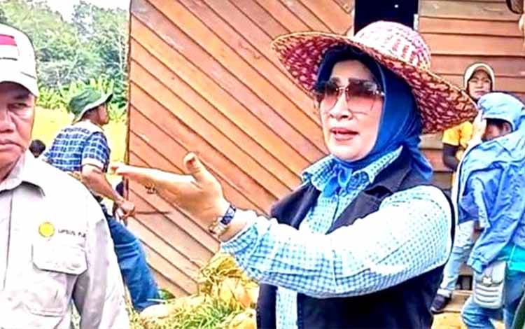 Anggota DPRD Dapil IV Ikut Panen Bersama Padi Ladang Varietas Talun Koyem