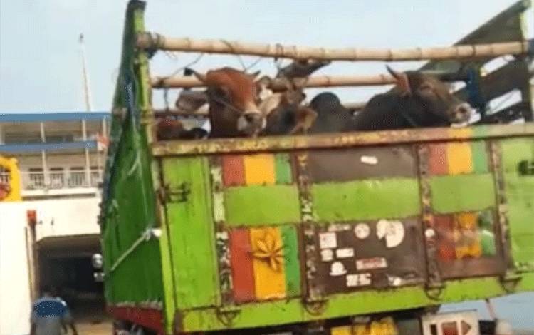 Stok Sapi yang Datang Hari ini untuk Kebutuhan Awal Ramadan di Palangka Raya