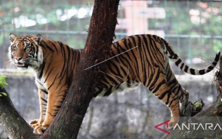 Harimau Diduga Kembali Terkam Ternak Warga Solok Selatan