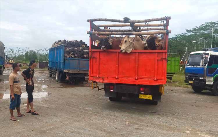Pasokan Sapi untuk Palangka Raya Sudah Tiba