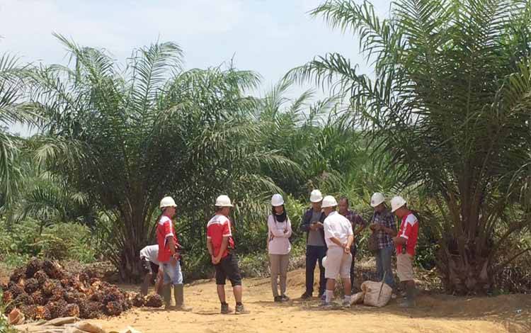 Komoditas Strategis Kelapa Sawit Berperan Besar dalam Kehidupan Masyarakat Indonesia