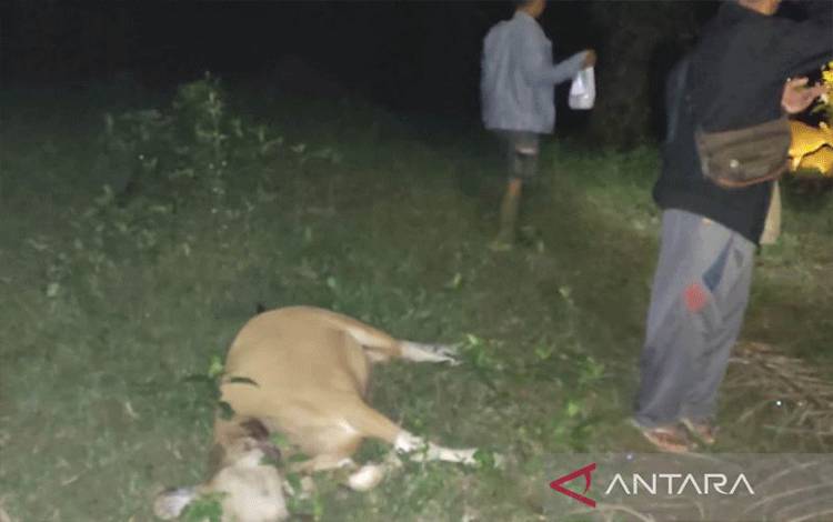 12 Ekor Sapi Dimangsa Harimau di Mukomuko Bengkulu