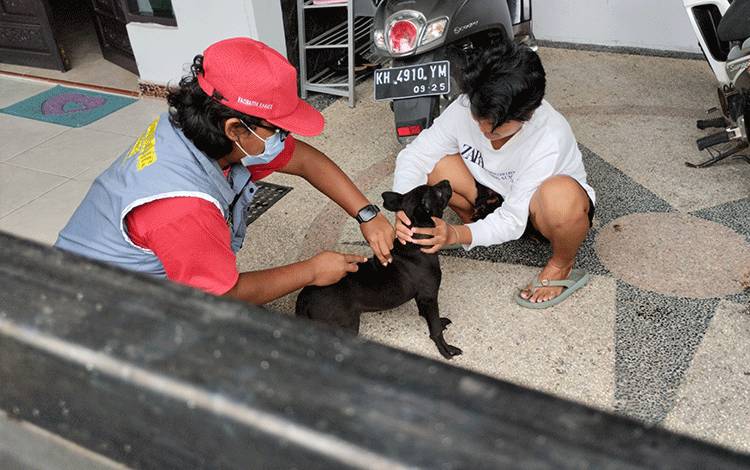 Vaksinator Rabies Diminta Waspadai Penyakit Parvo dan Distemper pada Musim Kawin Anjing