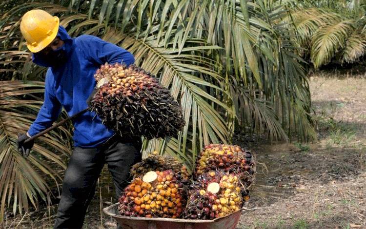 Salah Satu Program BPDPKS Dukung Promosi Sawit kepada Masyarakat
