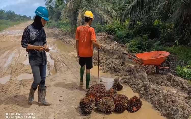 Pencatatan tandan buah segar atau TBS yang baru dipanen oleh petugas perusahaan perkebunan kelapa sawit.(FOTO: Rilis BPDPKS)