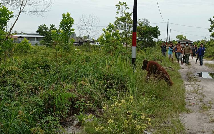 Sehari Sebelumnya Dua Orangutan Sempat Masuk Kebun Warga