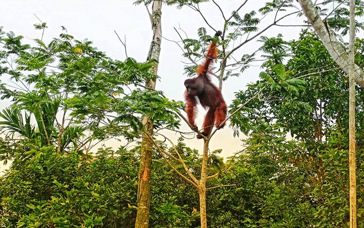 BKSDA Kalteng Belum Evakuasi Orangutan di Permukiman Warga, Ini Alasannya