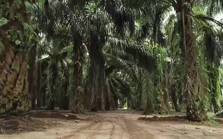 Penilaian Grant Riset Sawit Berpedoman pada Panduan Penyusunan Proposal