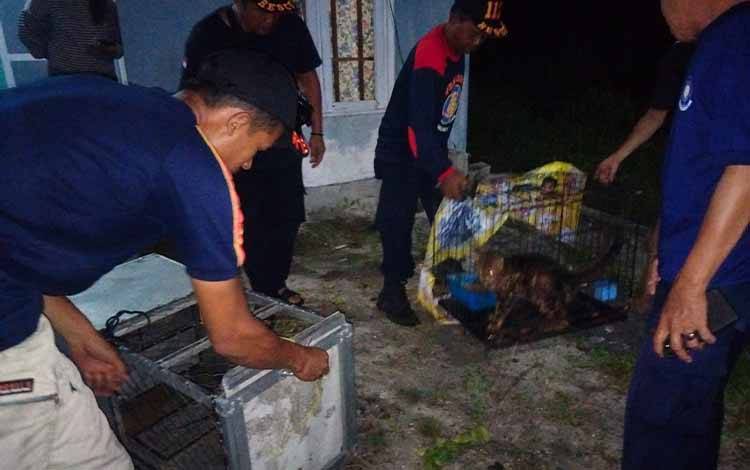 Tim Call Center 112 Evakuasi Kucing Hutan