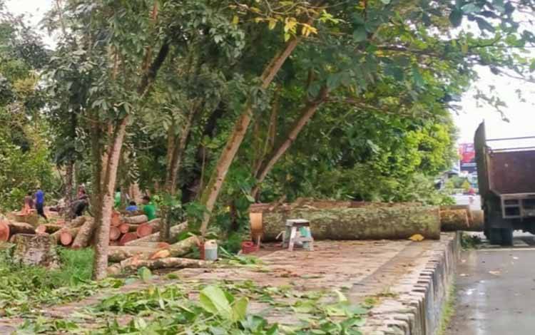 Segini Jumlah Batang Pohon Sengon Taman Hutan Kota Kapuas yang akan Segera Dilelang