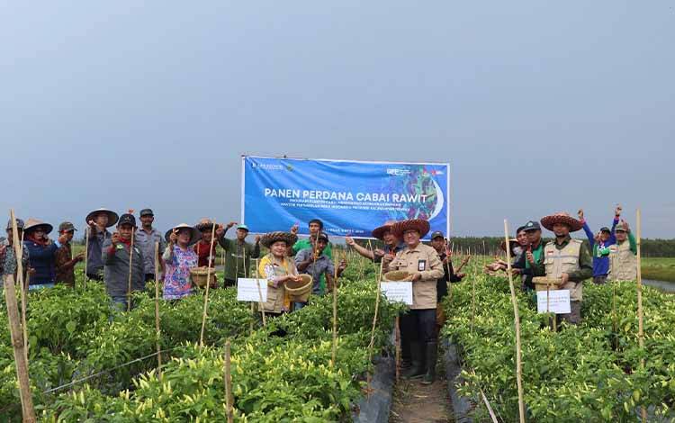 Dinas Pertanian Kapuas dan BI Kalteng Panen Cabai