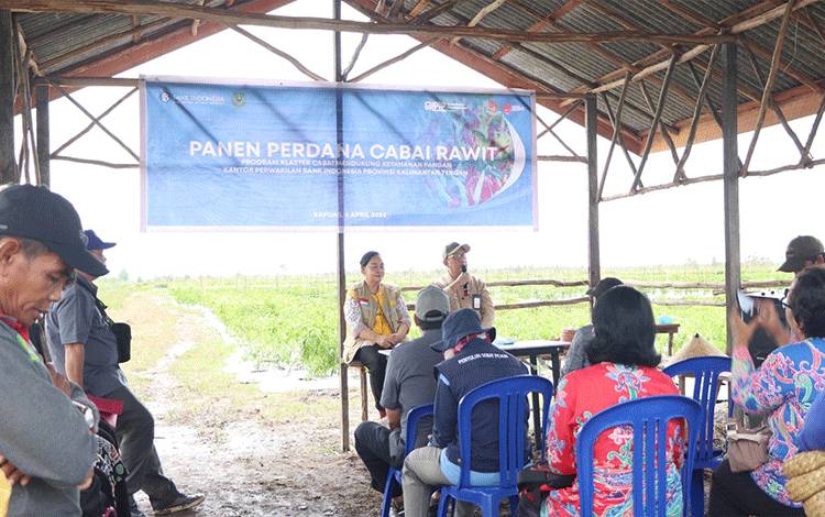 Panen perdana cabai oleh BI Kalteng dan Dinas Pertanian Kapuas sebagai upaya menjaga stok cabai di Kalteng.(FOTO: Rilis BI Kalteng)