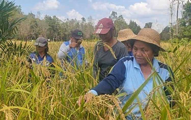 Panen Padi Gogo di Desa Murutuwu Barito Timur Capai 4,2 Ton Per Hektare