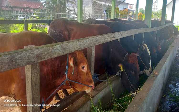 Jelang Lebaran, Palangka Raya Datangkan 40 Ekor Sapi Lagi