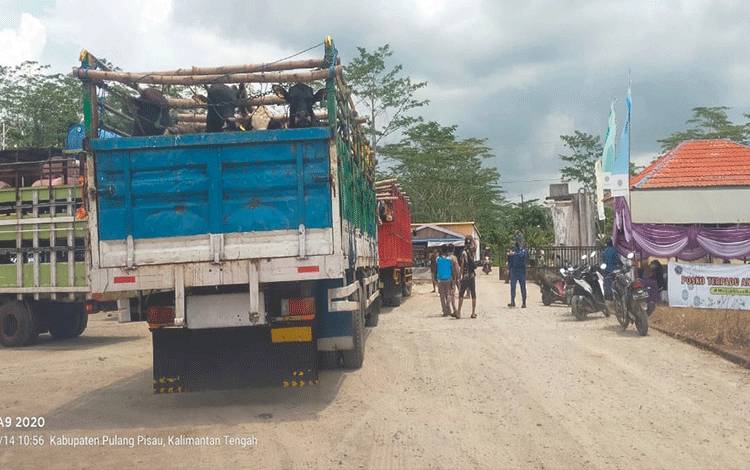 Sebanyak 40 Ekor Sapi Persiapan Lebaran Sudah Tiba di Palangka Raya