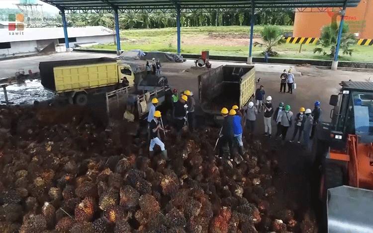 Potensi Minyak Sawit Jadi Substitusi Minyak Nabati Lainnya Untungkan Indonesia