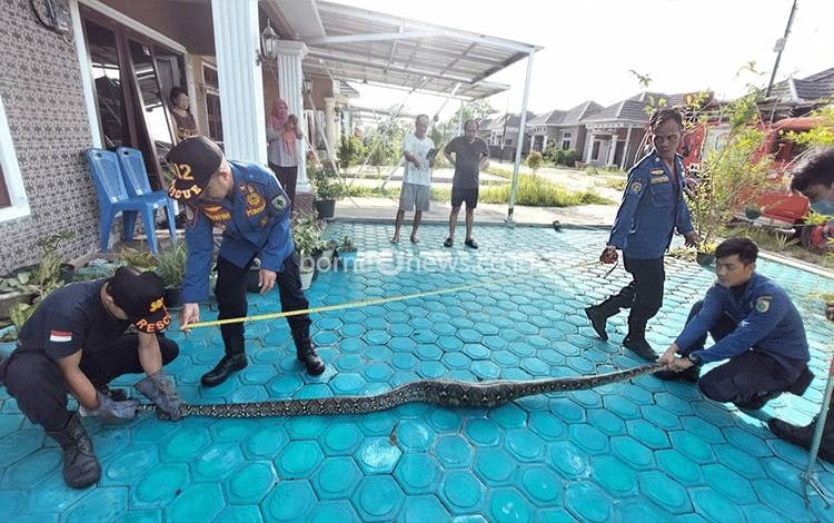 Teror Ular Piton Mangsa Dua Ekor Ayam Warga Palangka Raya