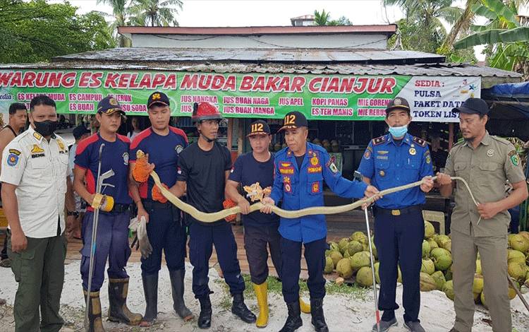 Ular Cobra Panjang Lebih 2 Meter Masuk Lantai Warung Warga G Obos