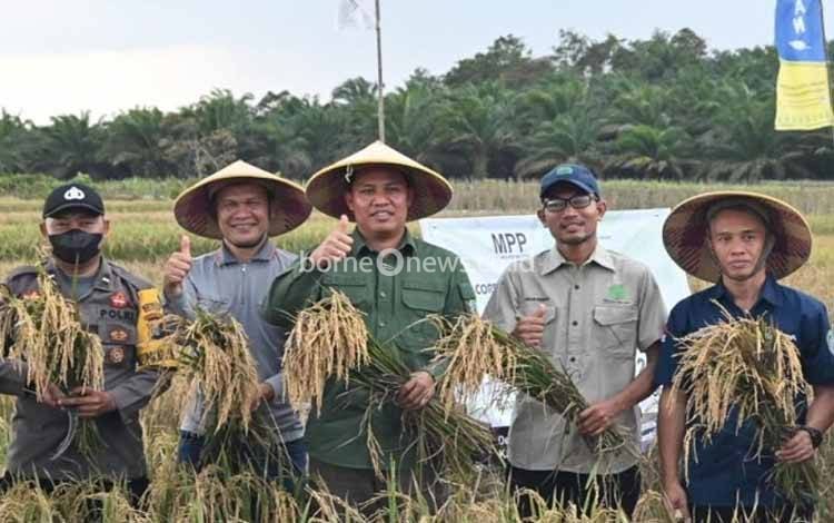 Bupati Lamandau Ikuti Panen Raya di Desa Sumber Cahaya