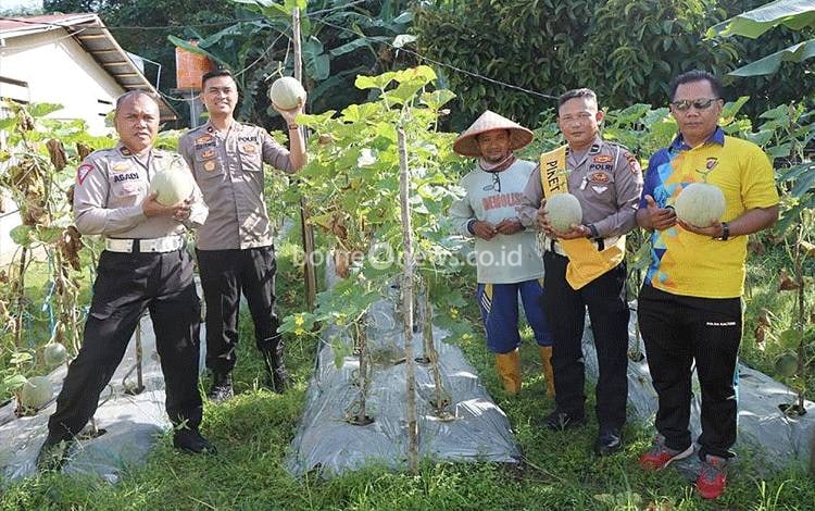 Wakapolres Barito Timur Manfaatkan Pekarangan untuk Tanam Melon