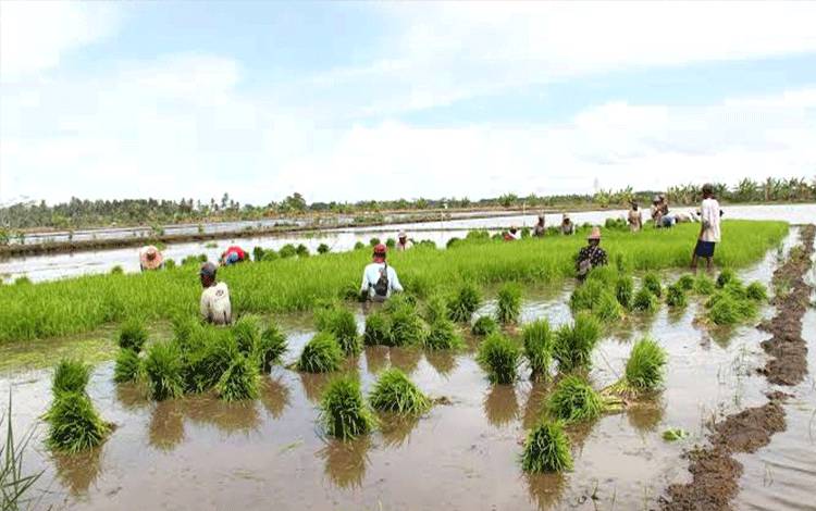 Cuaca Ekstrem Tak Pengaruhi Produktivitas Pertanian