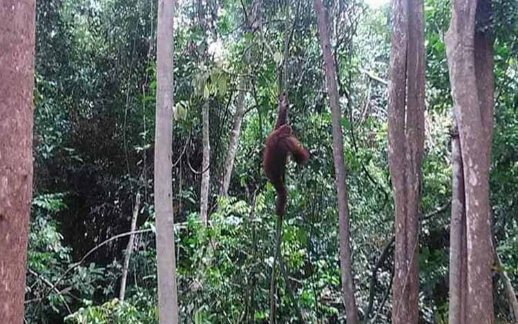 Desa Kanamit Heboh, Orang Utan Muncul Di Perkebunan Warga