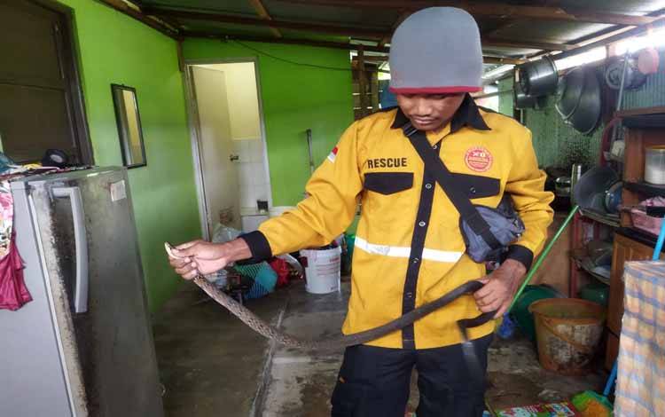 Pandulima Evakuasi, Ular Tikus Masuk Dapur Warga
