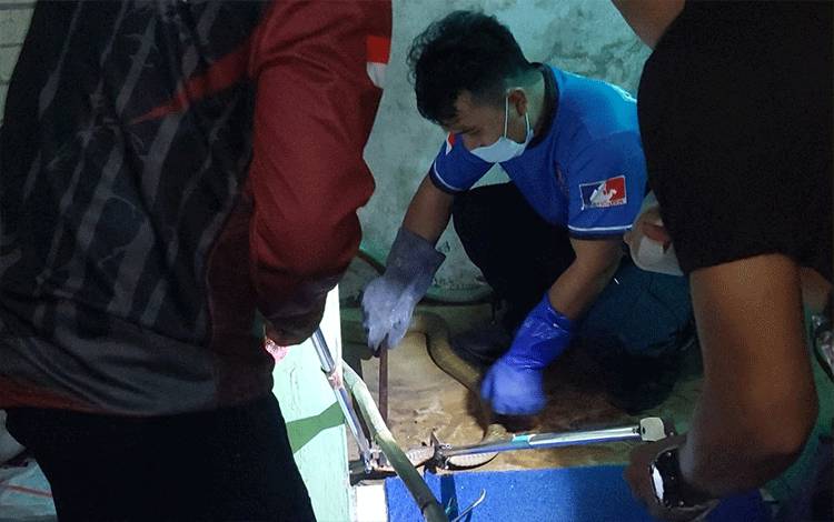 Call Center 112 Evakuasi Ular Cobra di Warung Sayur