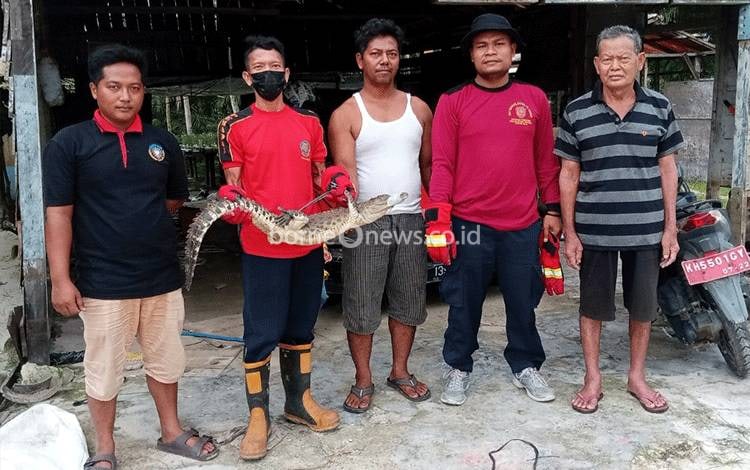Damkar Kobar Evakuasi Anak Buaya yang Ditangkap Balakar Manggala Yudha