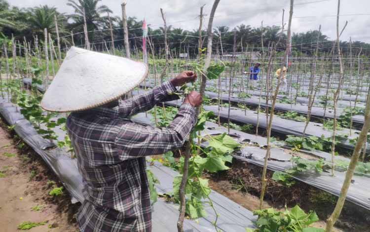 Petani kacang di Sukamara. (FOTO: NORHASANAH)