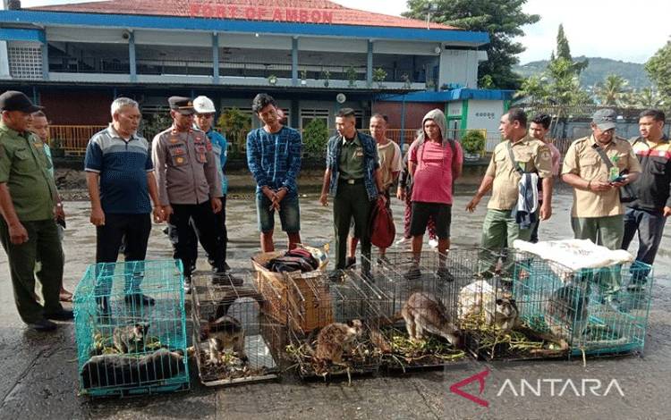 TKBM Asal Jayapura Jadi Tersangka Penyelundup Kanguru
