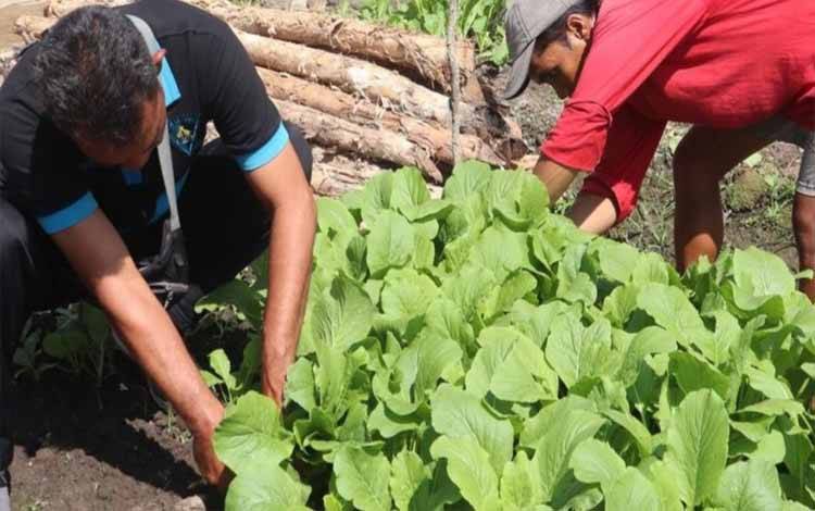 WBP Rutan Kuala Kapuas Kembali Panen Puluhan Ikat Sayur Sawi Hasil Pembinaan Kemandirian