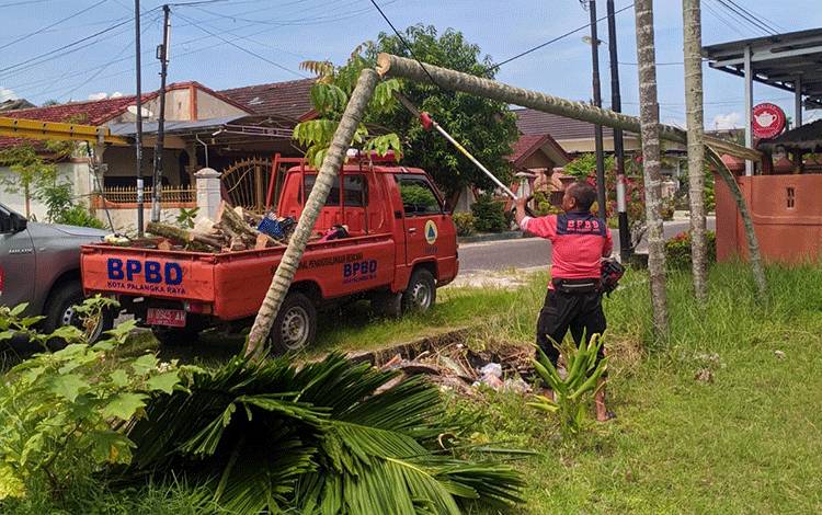Pohon Pinang Tumbang Kenai Kabel Bahayakan Warga