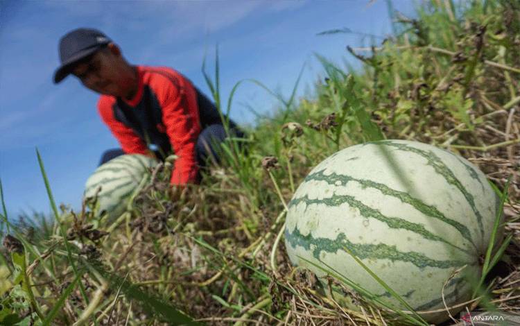 Menuju Kebangkitan Petani Indonesia