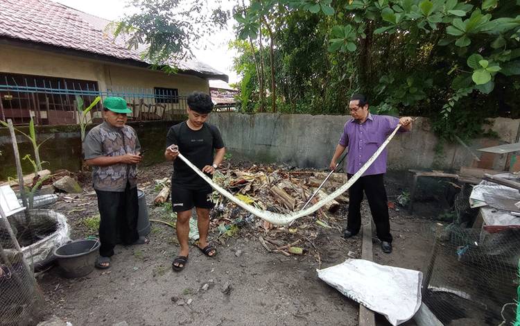 Mangsa Ternak Pengurus Masjid, Piton 3 Meter Dievakuasi