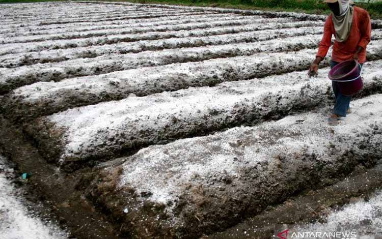 Pupuk Kandang Menyelamatkan Lahan Pertanian dari Perubahan Iklim