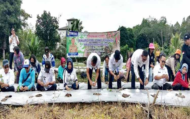 Petani Takkan Alami Kesulitan Dalam Pemasaran Cabai Rawit