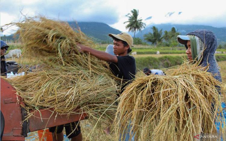 Sejumlah pemuda merontokkan padi yang baru dipanen dengan mesin di Desa Porame, Sigi, Sulawesi Tengah, Senin (28/11/2022). Kementerian Pertanian menargetkan penambahan satu juta petani milenial, yaitu petani berusia 19-39 tahun atau petani yang tidak berada dalam range umur tersebut tetapi berjiwa milenial, tanggap teknologi digital, dan tanggap alsintan sehingga terjadi regenerasi petani dan wirausahawan muda sektor pertanian pada tahun 2022. ANTARA FOTO/Basri Marzuki/wsj.