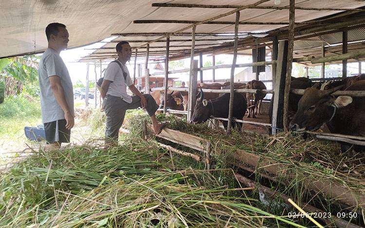 Jelang Idul Adha, Penjualan Sapi Kurban Mulai Laris