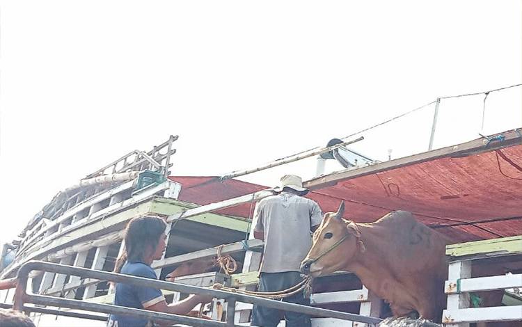Sapi kurban yang dipasok dari Madura untuk Kotim saat diturunkan dari kapal di Pelabuhan H. Ibur Jalan Juanda Kecamatan MB Ketapang, baru-baru ini. (FOTO: NISA)