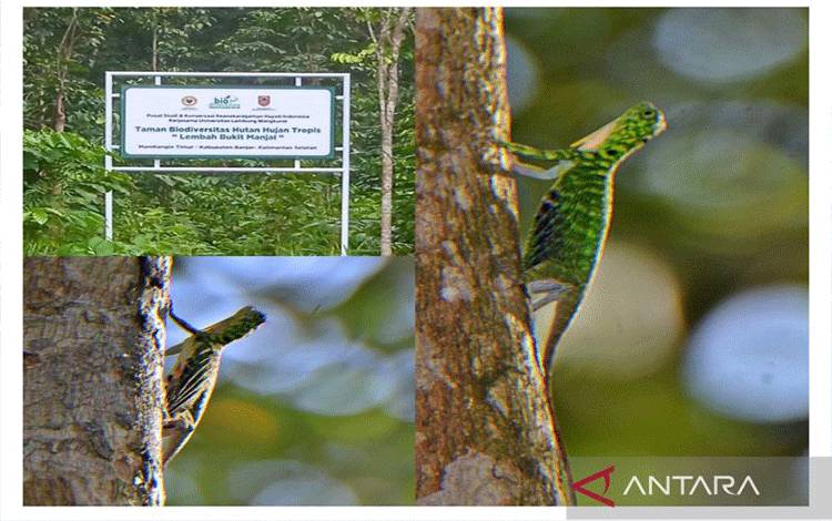 Lembah Bukit Manjai Jadi Tempat Hidup Kadal "Naga Terbang"